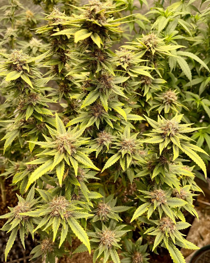 Star Pupil by Mass Med