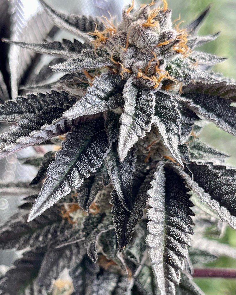 Jr's Jello by Thug Pug