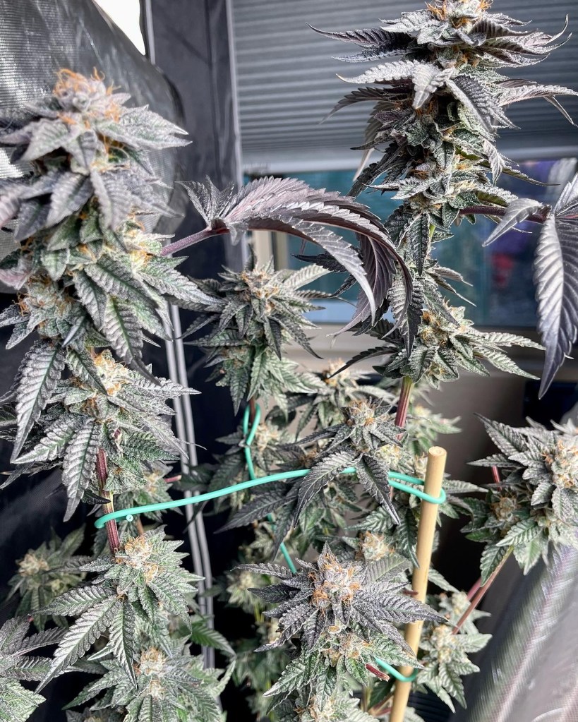 Cream Pie Kush bag seed from Mohave