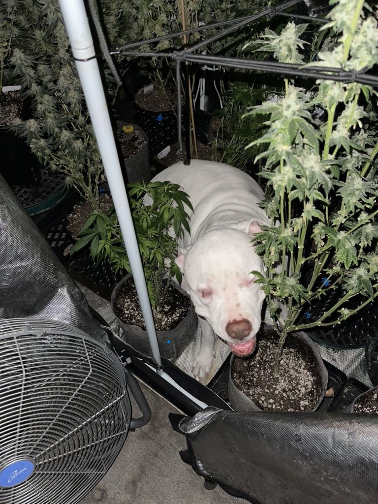 Lucifer on 4th of July, scared shitless